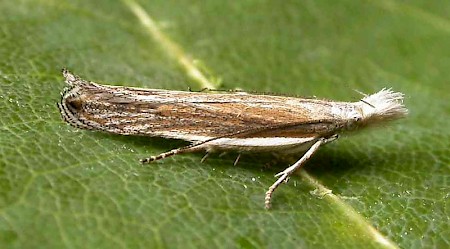 Sophronia semicostella