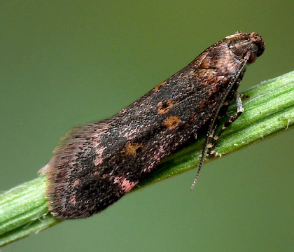 Adult • Penny Hill Bank, Worcestershire • © Oliver Wadsworth