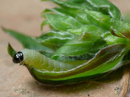 Mirificarma lentiginosella