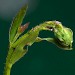 Larval feeding signs • Penny Hill Bank, Worcestershire. On dyer