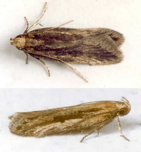 Mirificarma mulinella Adults | UKmoths