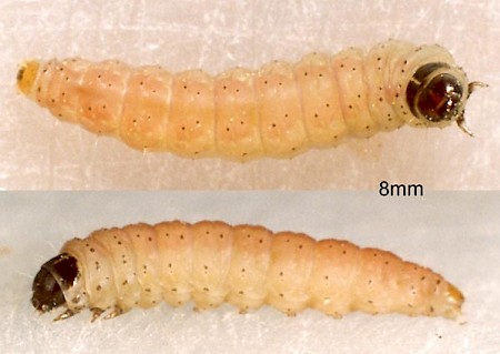 Mirificarma mulinella