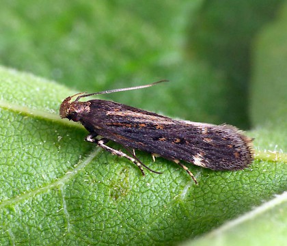 Adult • Upton Warren NR, Worcestershire • © Patrick Clement