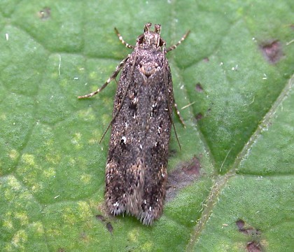 Adult • Denham, East Suffolk • © Nigel Whinney