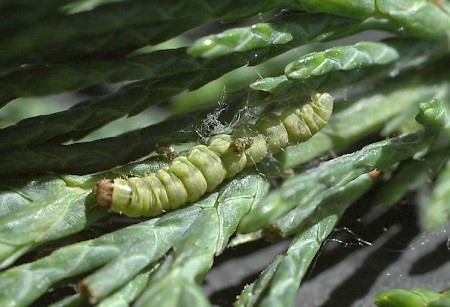Gelechia senticetella