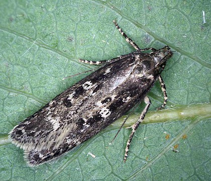 Adult &bull; Braunton Burrows, N. Devon, from larva on Salix viminalis. &bull; &copy; Bob Heckford