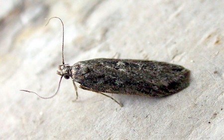 Gelechia sororculella