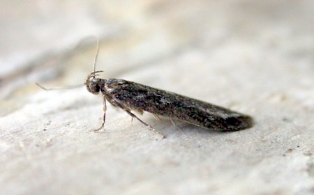 Gelechia sororculella