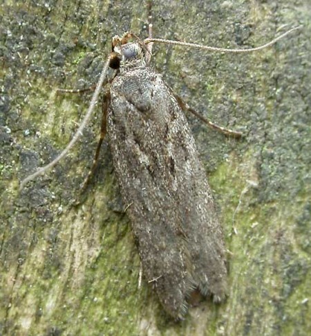 Gelechia cuneatella