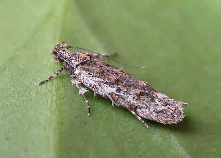 Psoricoptera gibbosella