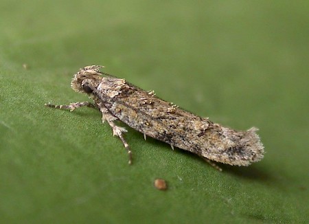 Psoricoptera gibbosella