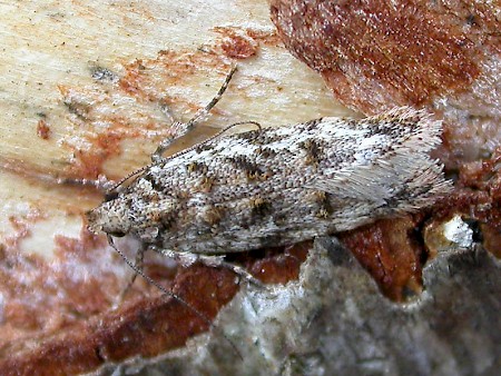 Psoricoptera gibbosella