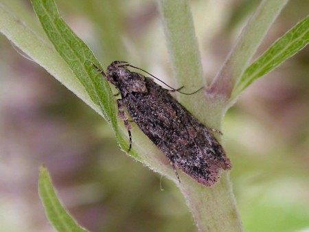 Psoricoptera gibbosella