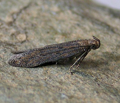 Adult • Reared from Cirsium arvense, Chorlton, Greater Manchester • © Ben Smart