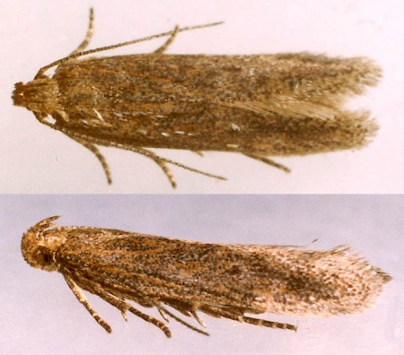 Scrobipalpa acuminatella