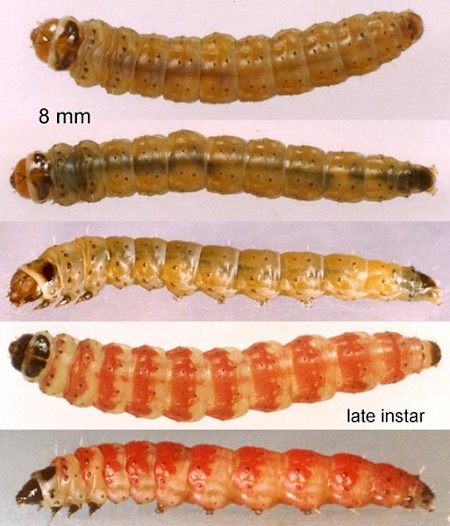 Scrobipalpa acuminatella