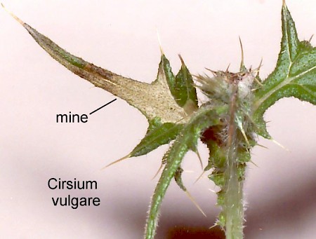 Scrobipalpa acuminatella