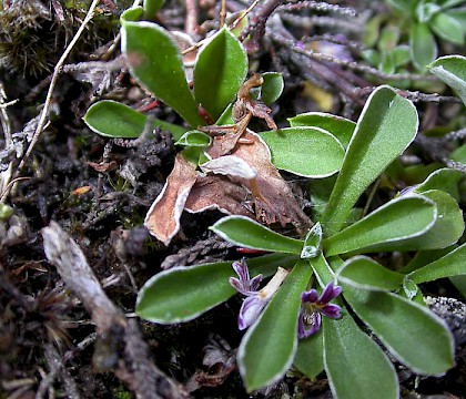 Larval mines on Antennaria dioica • Glen Callater, South Aberdeenshire • © Bob Heckford