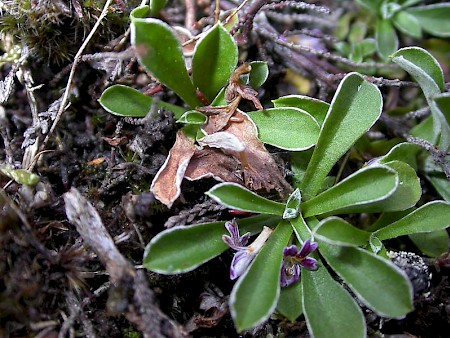 Scrobipalpa murinella