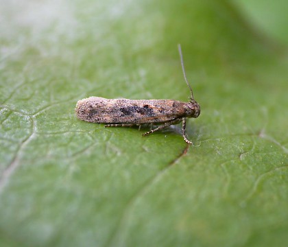 Adult &bull; Pegwell Bay, Kent. Reared from mines on H. portulacoides. &bull; &copy; Francis Solly