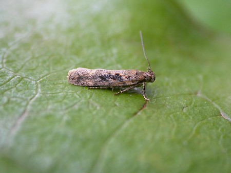 Scrobipalpa instabilella