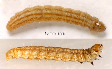 Scrobipalpa instabilella