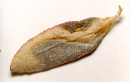 Scrobipalpa instabilella