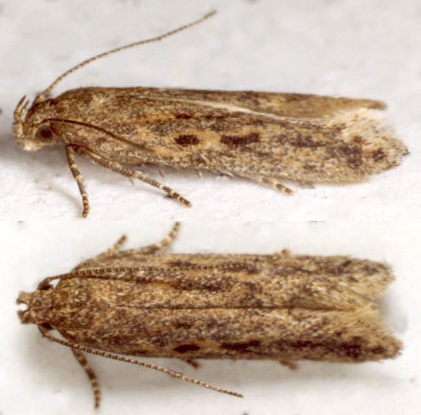 Scrobipalpa nitentella | UKmoths