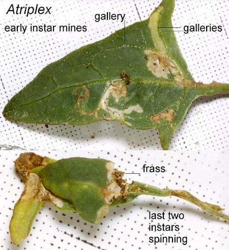 Scrobipalpa nitentella