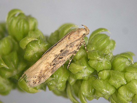 Beet Moth Scrobipalpa ocellatella