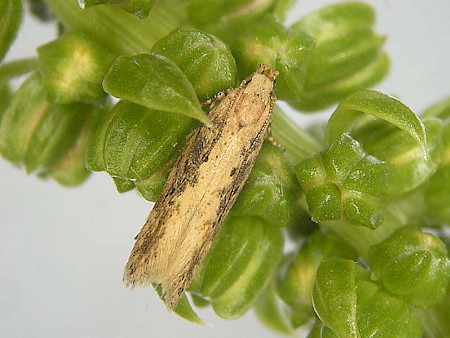 Beet Moth Scrobipalpa ocellatella