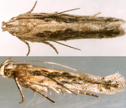 Adult • Female taken at actinic light on rocky shore, Lleyn, Caerns. August. Gen. det. S.Farrell. Leg. I.F. Smith • © Ian Smith