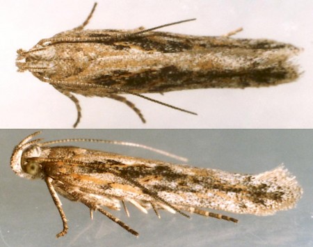 Scrobipalpa samadensis