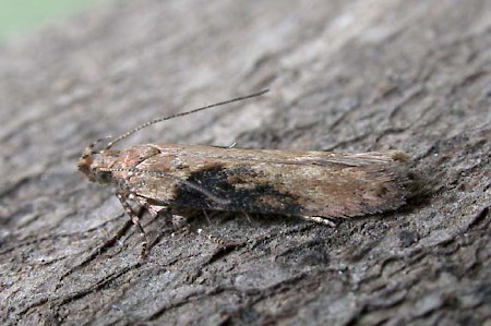 Scrobipalpa costella