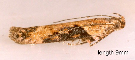 Scrobipalpa costella