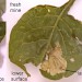 Mines • Mines and leaf spinning on Solanum dulcamara. July. Flintshire. • © Ian Smith