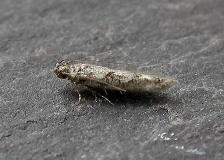 Caryocolum alsinella