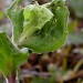 Feeding signs • Wembury Point, South Devon, on Silene dioica • © Bob Heckford