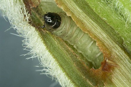 Caryocolum viscariella