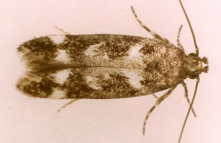 Caryocolum vicinella