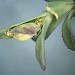 Feeding signs on Silene maritima • East Prawle, S. Devon • © Bob Heckford