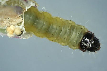 Caryocolum vicinella