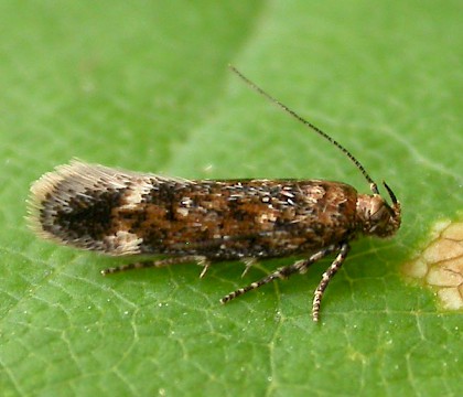 Adult • Ex. larva on Stellarium nemorum, Sale, Greater Manchester • © Ben Smart