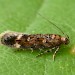 Adult • Ex. larva on Stellarium nemorum, Sale, Greater Manchester • © Ben Smart