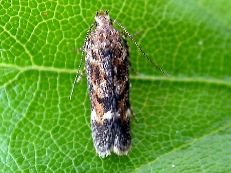 Caryocolum fraternella