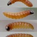 Larva • On Stellarium nemorum, Sale, Greater Manchester • © Ben Smart