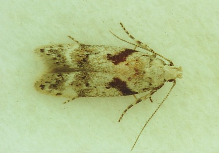 Caryocolum blandella