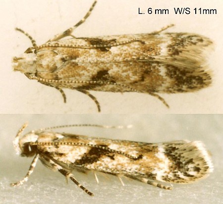 Caryocolum blandella