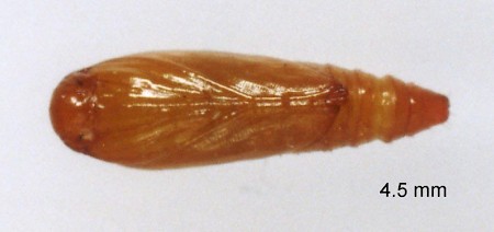 Caryocolum blandella