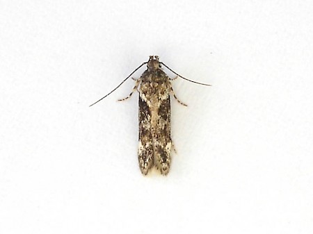 Caryocolum tricolorella